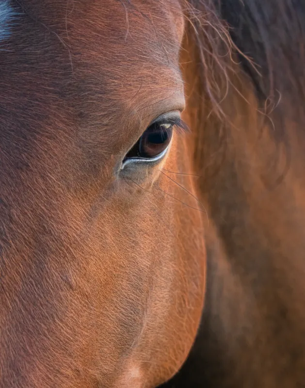 Befriend-horses